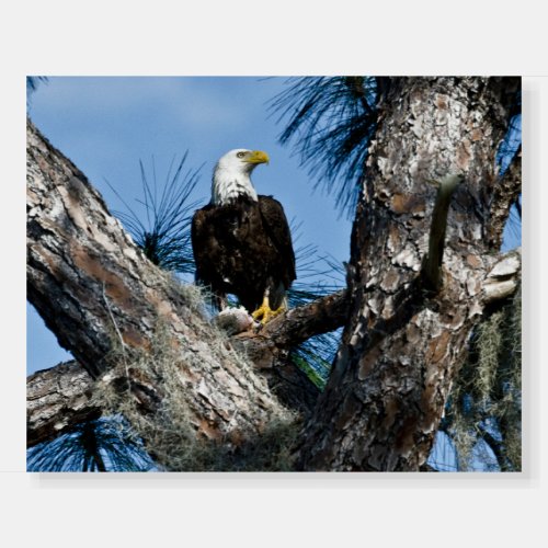 American Bald Eagle  Ft Myers Florida Foam Board