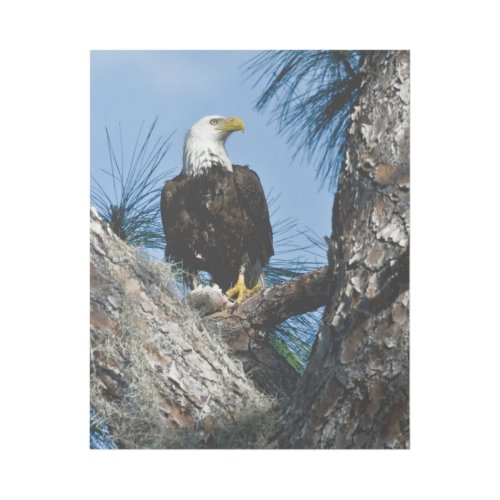 American Bald Eagle  Ft Myers Florida Gallery Wrap