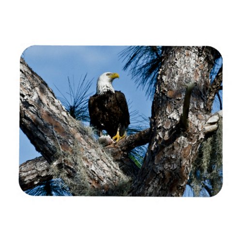 American Bald Eagle  Ft Myers Florida Magnet