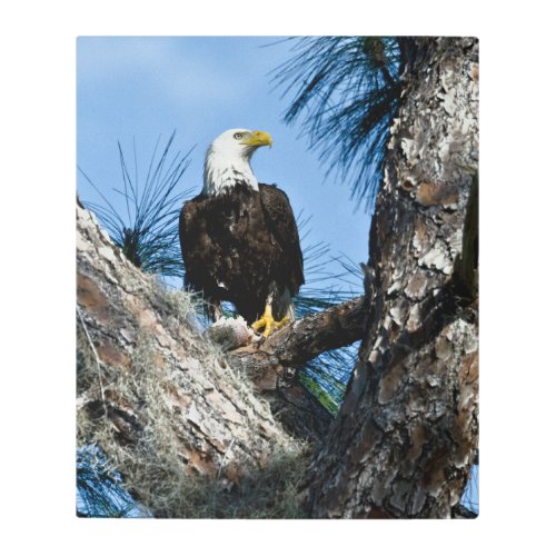 American Bald Eagle  Ft Myers Florida Metal Print