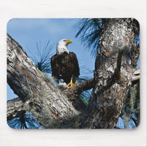 American Bald Eagle  Ft Myers Florida Mouse Pad