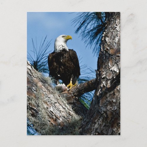 American Bald Eagle  Ft Myers Florida Postcard