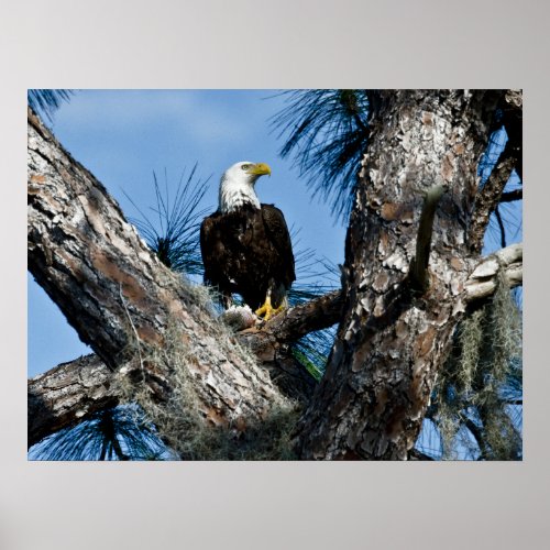 American Bald Eagle  Ft Myers Florida Poster