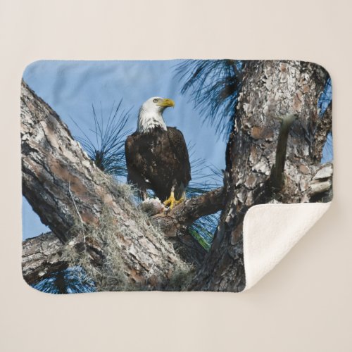 American Bald Eagle  Ft Myers Florida Sherpa Blanket