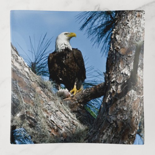 American Bald Eagle  Ft Myers Florida Trinket Tray