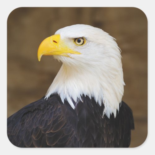 American Bald Eagle Haliaeetus Leucocephalus Square Sticker