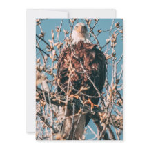 American Bald Eagle