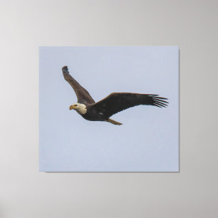 American Bald Eagle In Flight Canvas Print