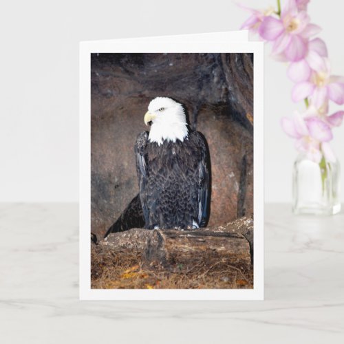 American Bald Eagle in Nest Card