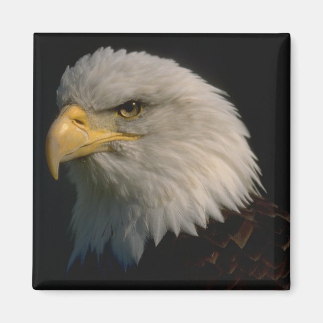 American Bald Eagle Magnet (Front)