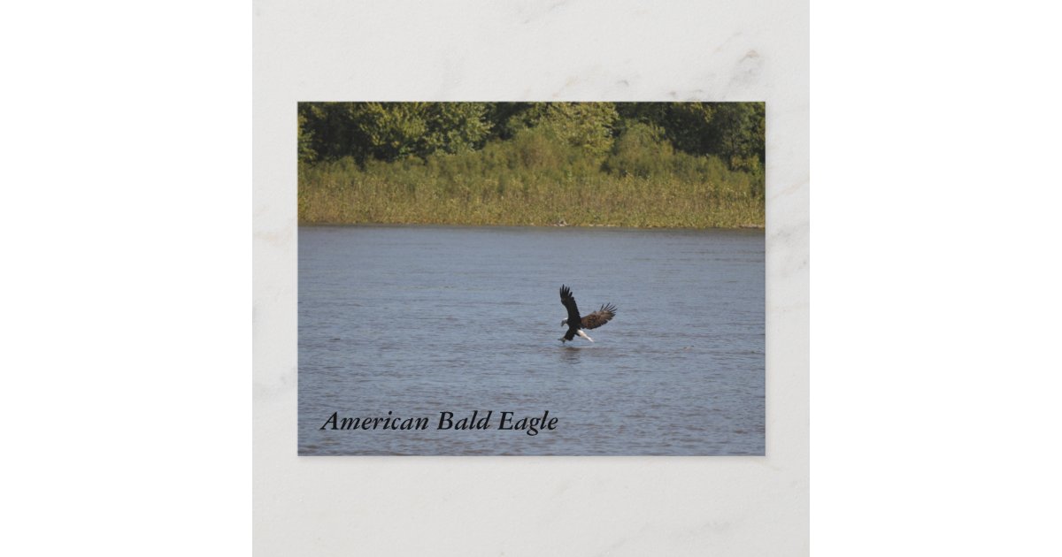 American Bald Eagle ~ Minnesota Postcard | Zazzle