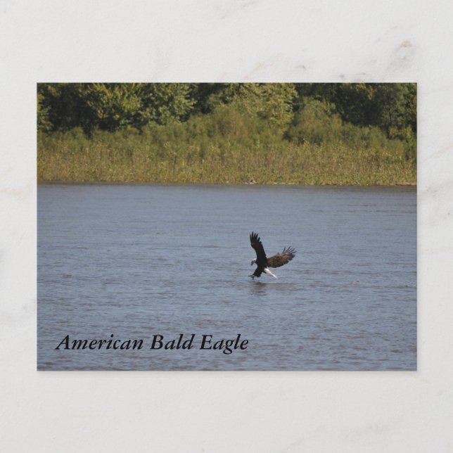American Bald Eagle ~ Minnesota Postcard (Front)