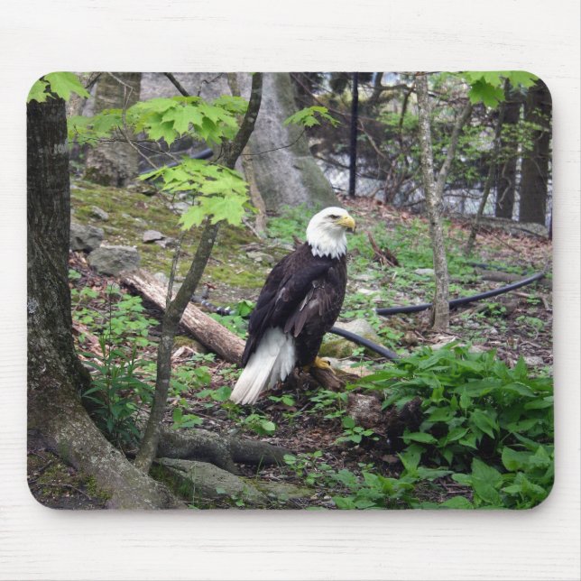 American Bald Eagle Mouse Pad (Front)