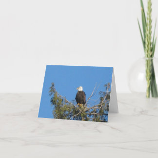American Bald Eagle Note Card
