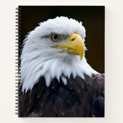 American Bald Eagle Notebook