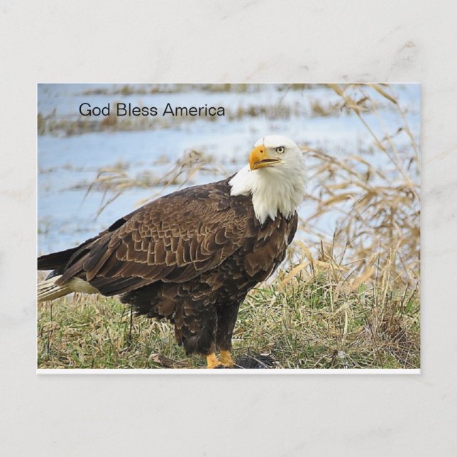 American Bald Eagle on a Postcard (Front)