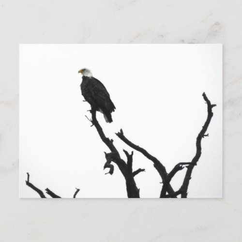 American Bald Eagle on top a Tree Postcard