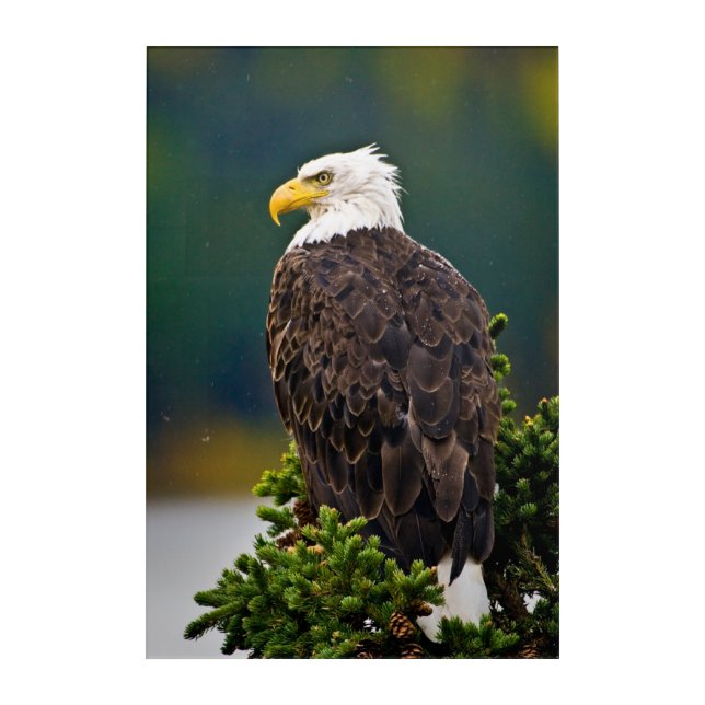 American Bald Eagle Perched Acrylic Print (Front)