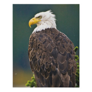 American Bald Eagle Perched Faux Canvas Print