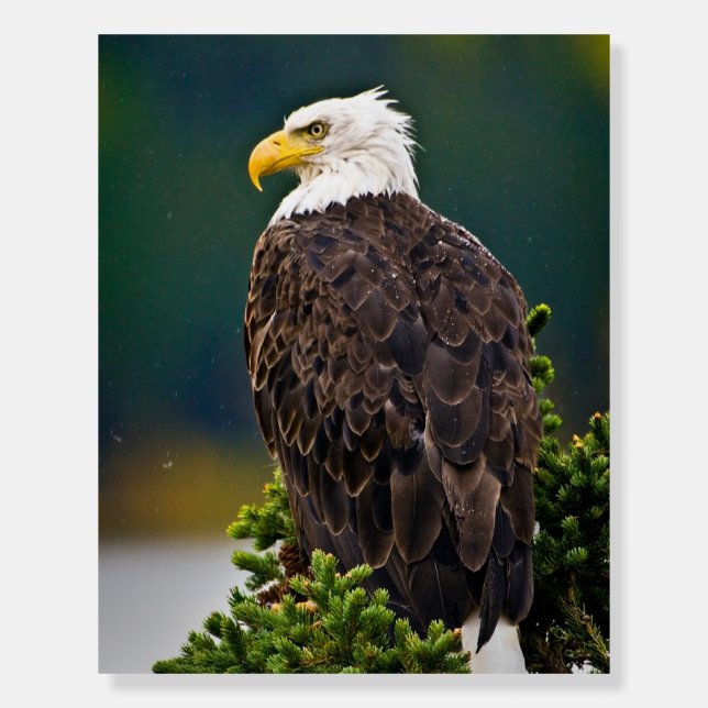 American Bald Eagle Perched Foam Board (Front)