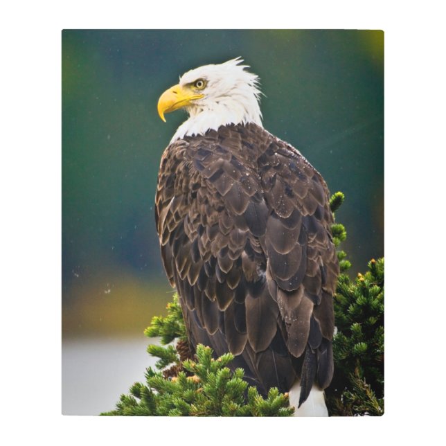American Bald Eagle Perched Metal Print (Front)