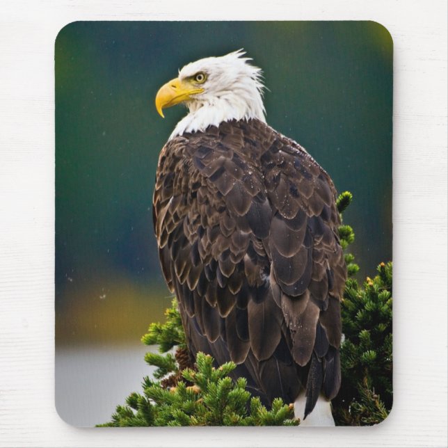 American Bald Eagle Perched Mouse Pad (Front)
