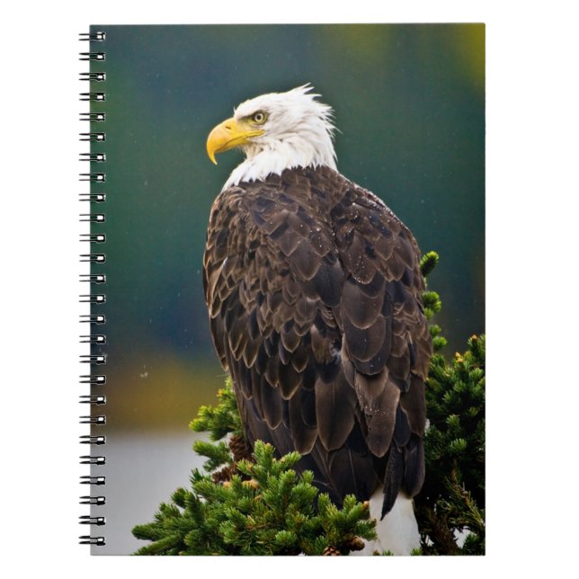 American Bald Eagle Perched Notebook (Front)