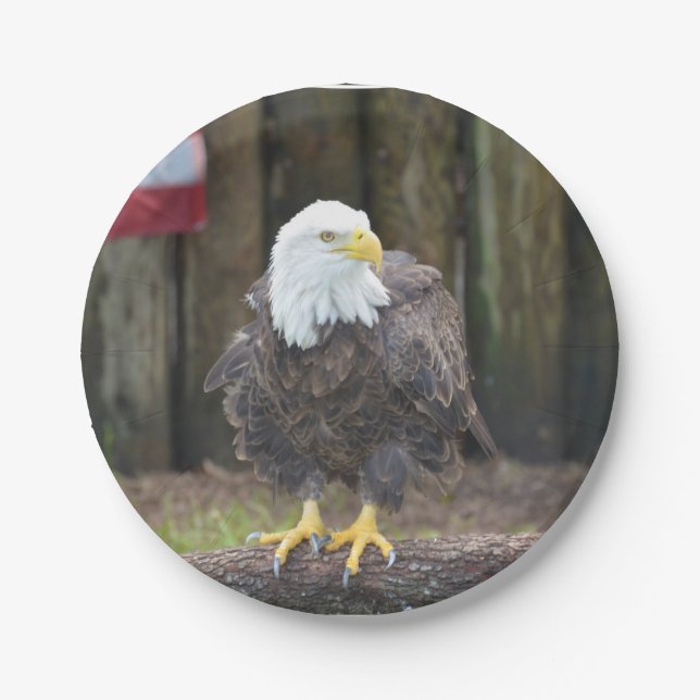 American Bald Eagle Perched on a Log Paper Plates (Front)