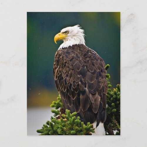 American Bald Eagle Perched Postcard