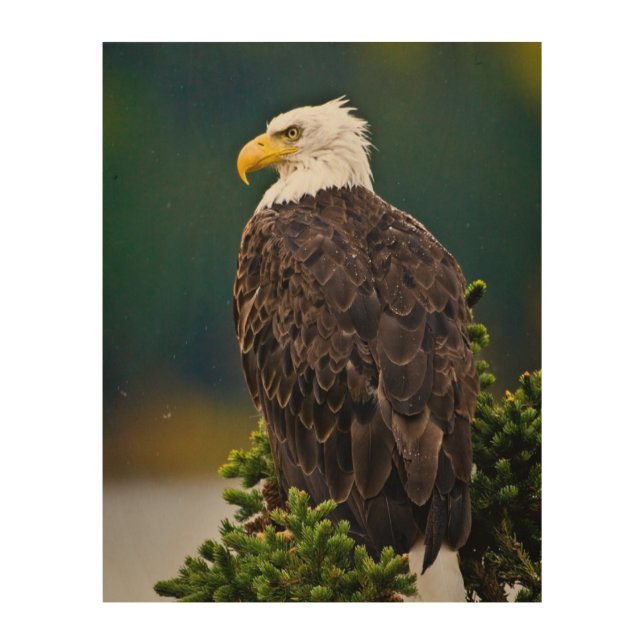 American Bald Eagle Perched Wood Wall Art (Front)
