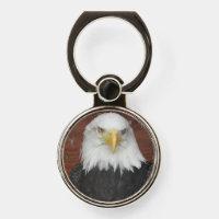 American Bald Eagle Photo