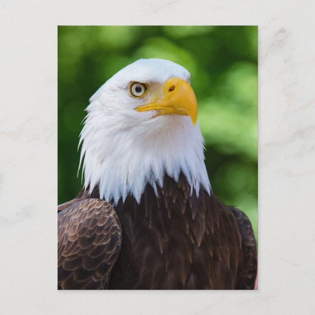 American Bald Eagle Photo Postcard (Front)