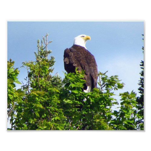 American Bald Eagle Photo Print