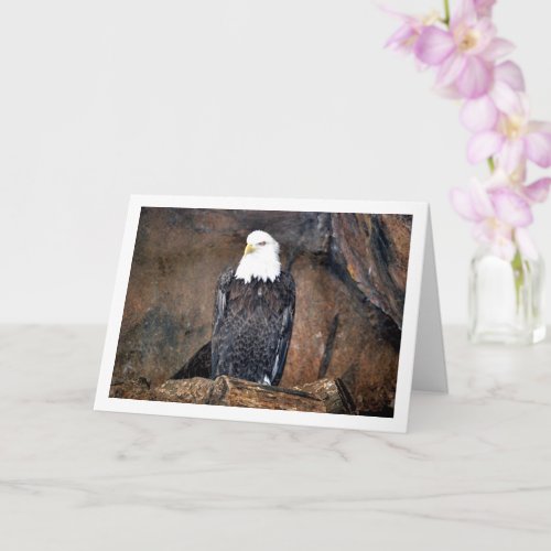 American Bald Eagle Portrait Card