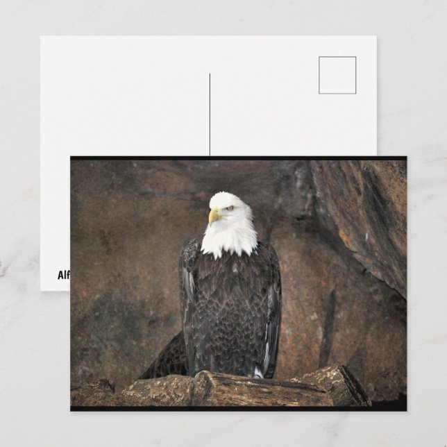 American Bald Eagle Portrait Postcard (Front/Back)