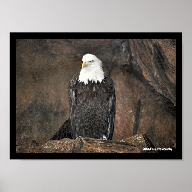 American Bald Eagle Portrait Poster (Front)