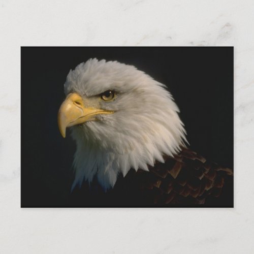 American Bald Eagle Postcard