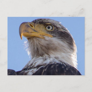 American Bald Eagle Postcard