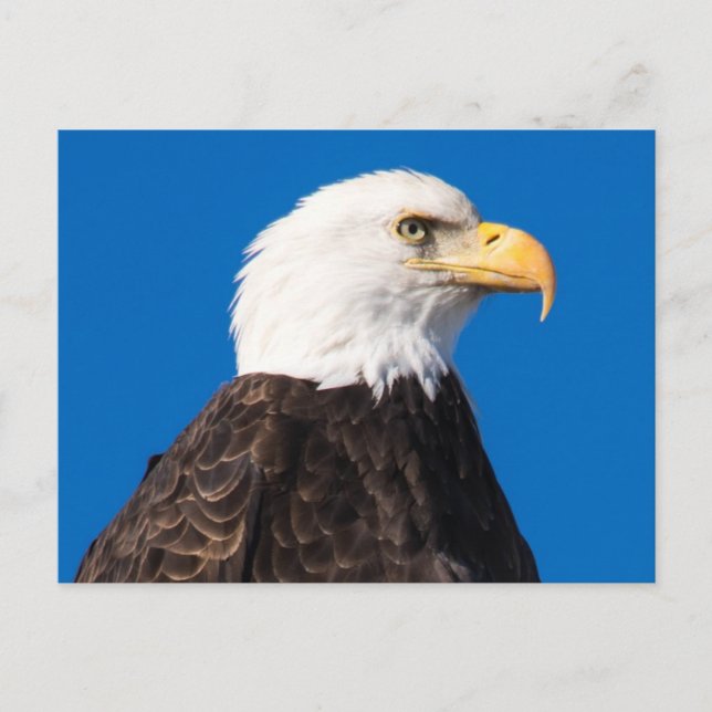 American Bald Eagle Postcard (Front)