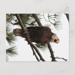 american bald eagle  postcard