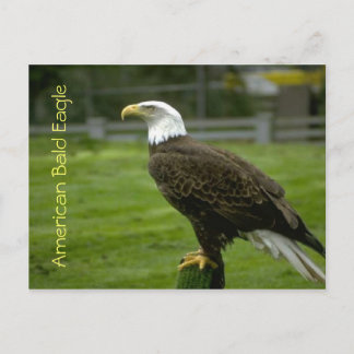 American Bald Eagle Postcard