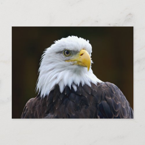 American Bald Eagle Postcard