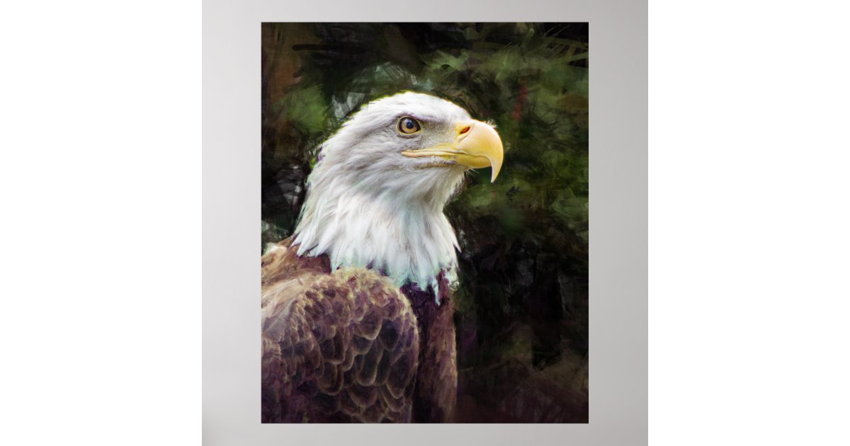 American Bald Eagle Poster | Zazzle