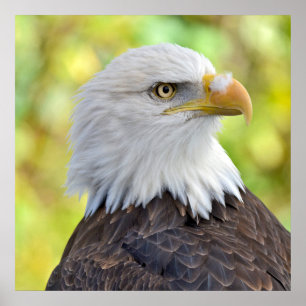 American bald eagle poster