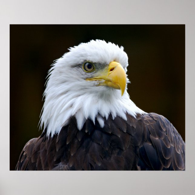 American Bald Eagle Poster (Front)