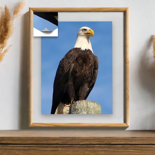 American Bald Eagle Poster