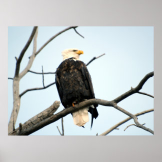 American Bald Eagle Poster