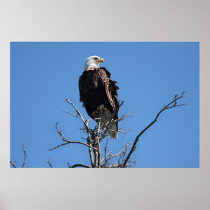 American Bald Eagle Poster