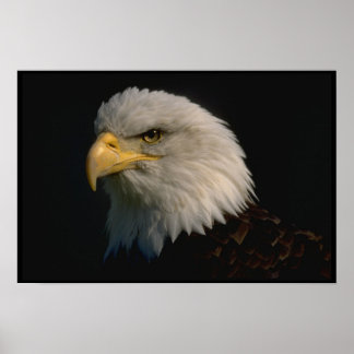 American Bald Eagle Poster