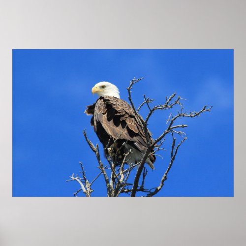 American Bald Eagle Poster